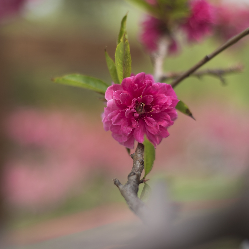 這裡桃花嫣紅開遍