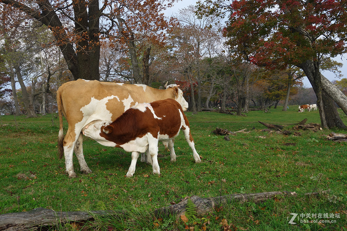 感受东北的秋色 （一）
