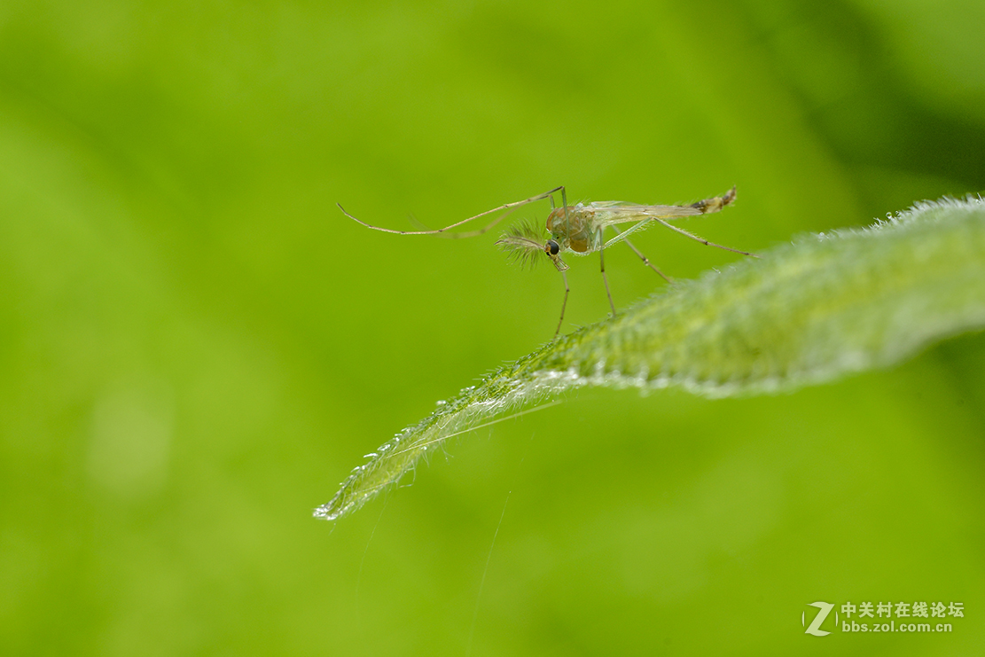 千虫百态121凤头蚊子2