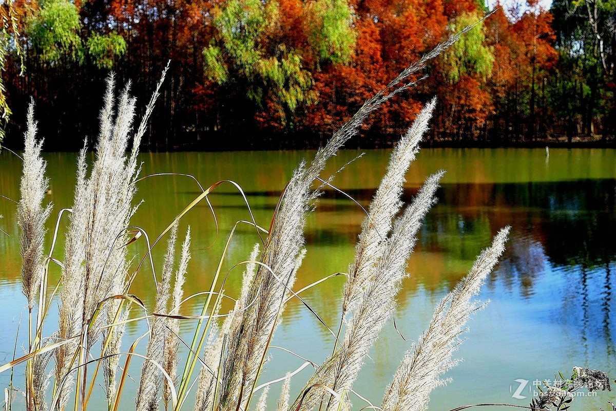 风戏芦荻醉人美