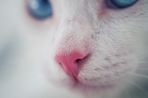 中一85f2手动镜头加微距镜