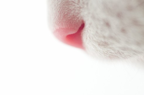 中一85f2手动镜头加微距镜