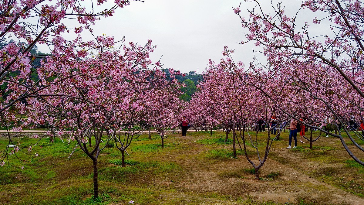 南沙蕉门公园樱花图片