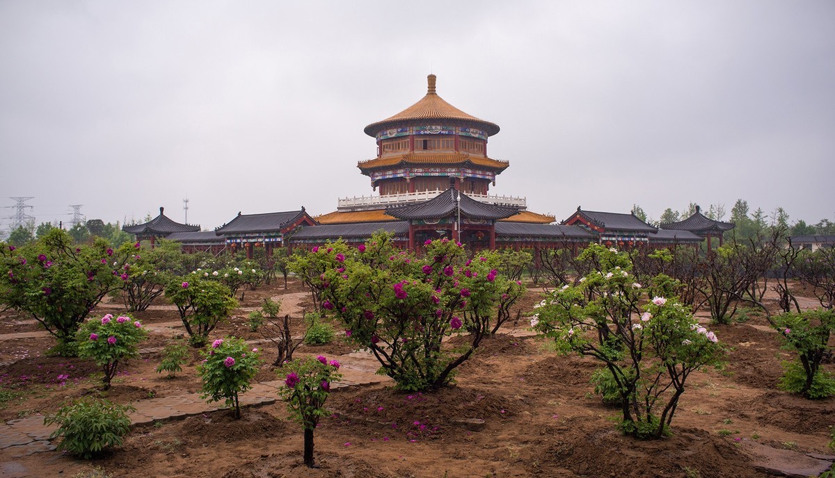 天下真花独牡丹，摄于县城--丽正园景区