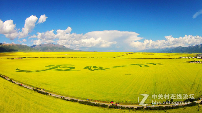 航拍青海美丽的油菜花地风光