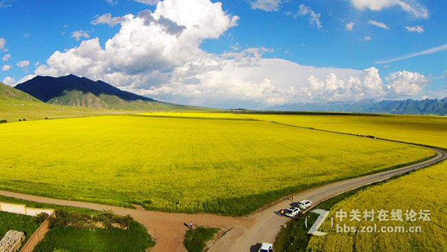 航拍青海美丽的油菜花地风光