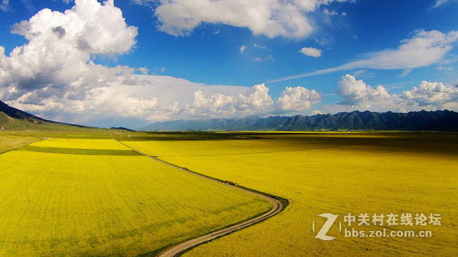 航拍青海美丽的油菜花地风光