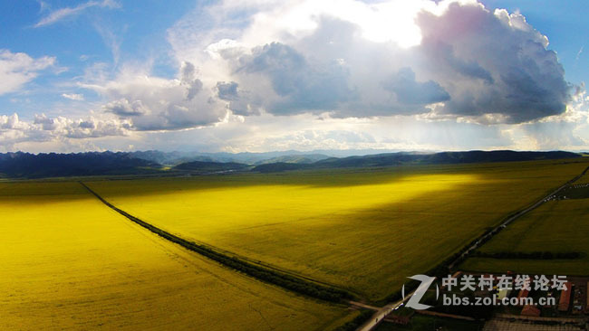 航拍青海美丽的油菜花地风光