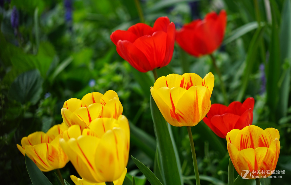 郁金香，请师友们指导！