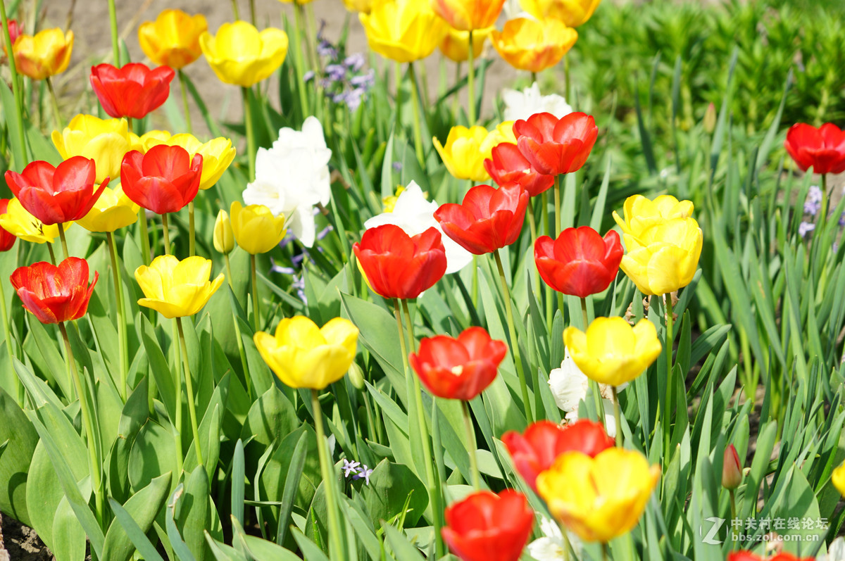 郁金香，请师友们指导！