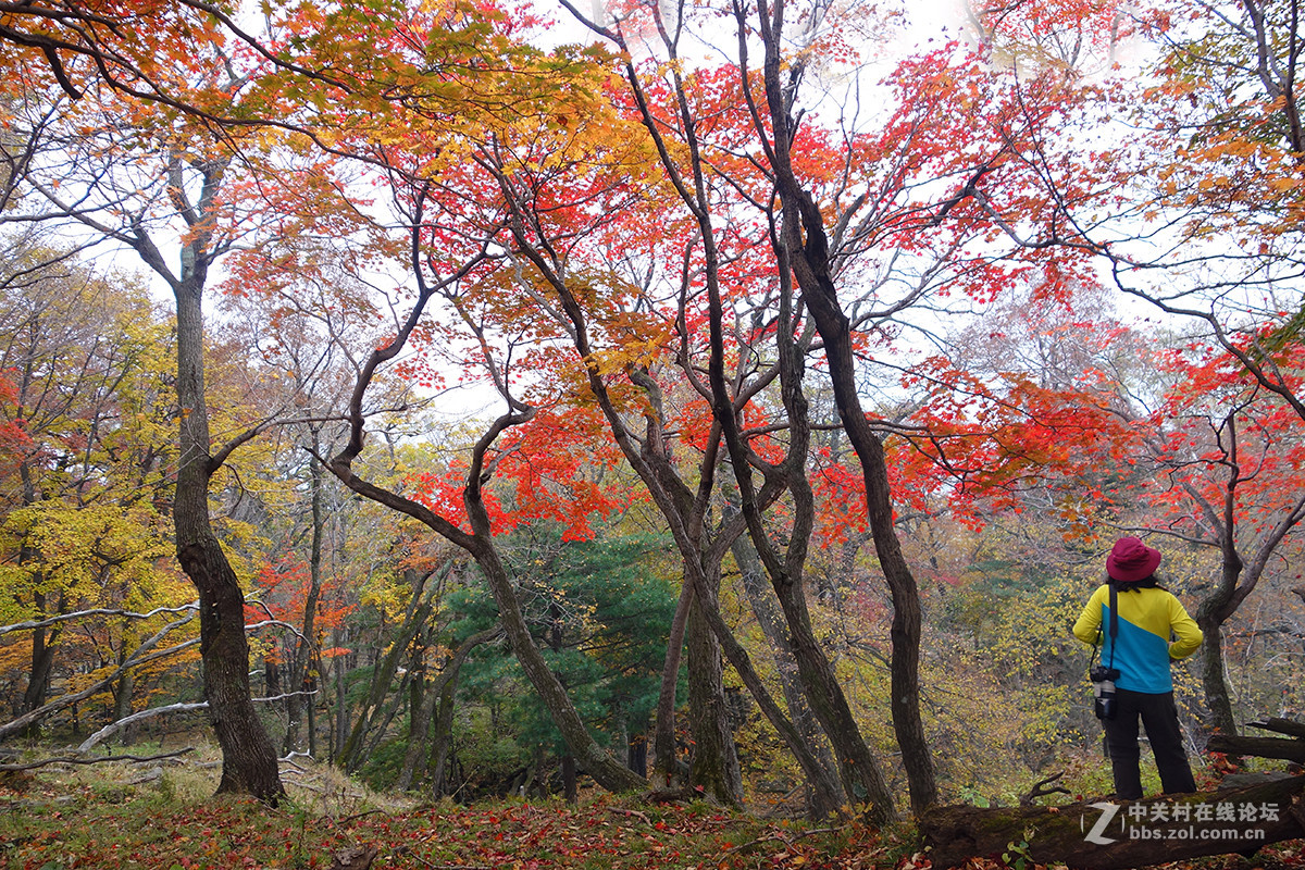 感受东北的秋色 （一）