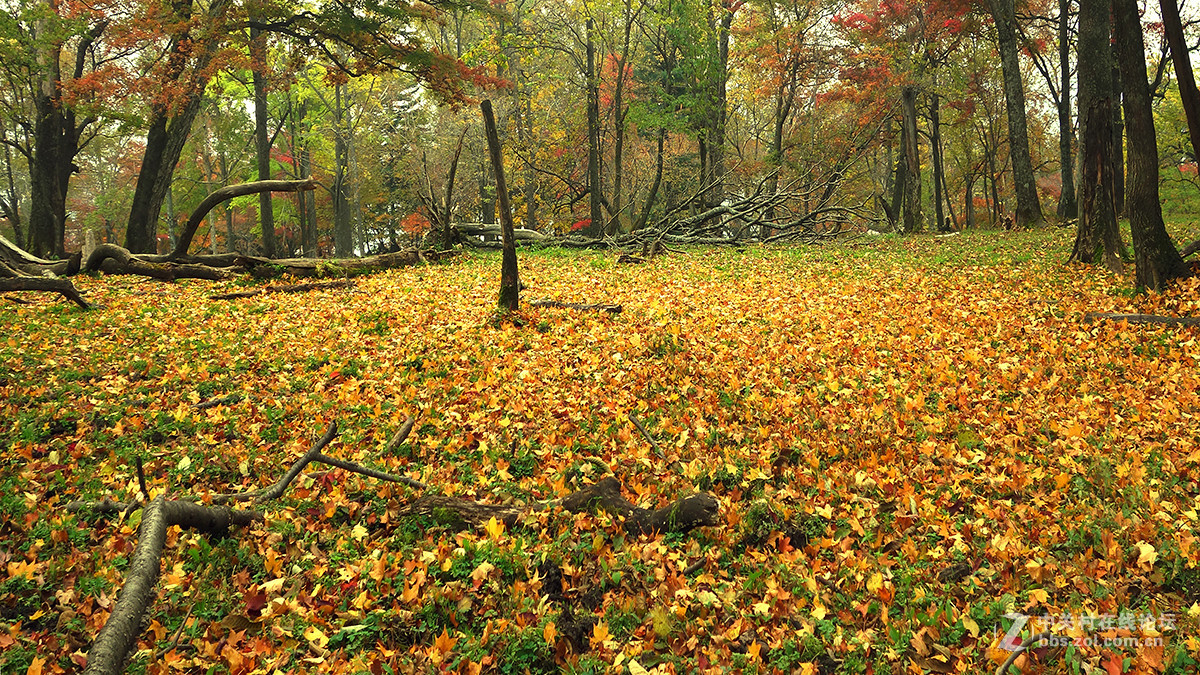 感受东北的秋色 （一）