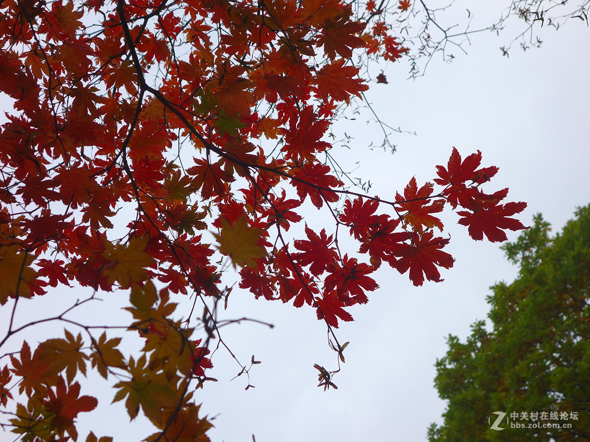 感受东北的秋色 （一）