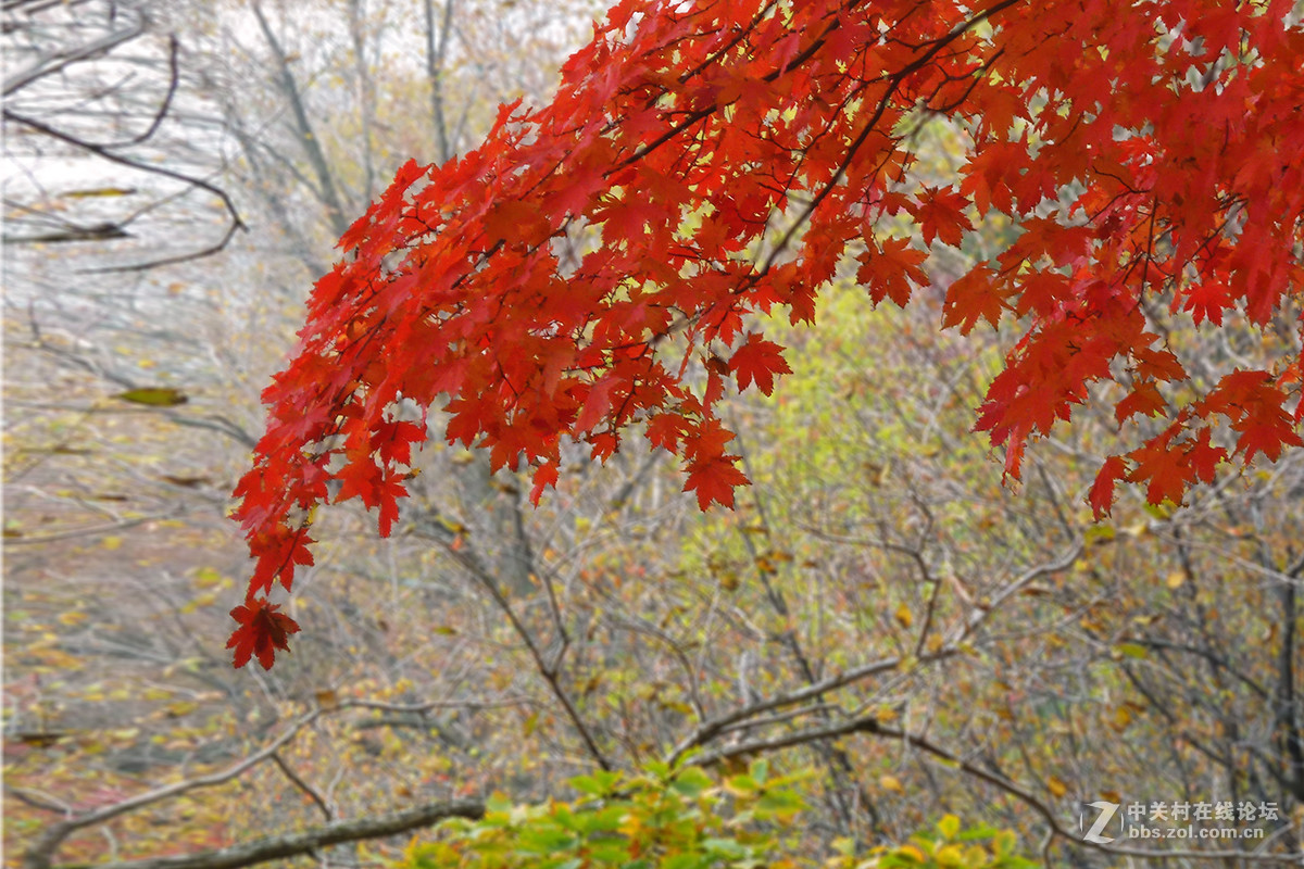 感受东北的秋色 （一）