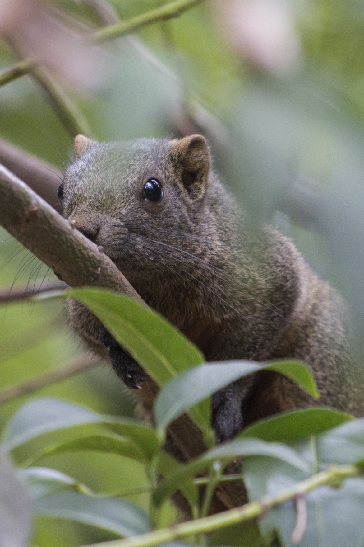 圓通山動物園一