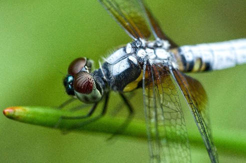 再一组中一微距