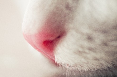 中一85f2手动镜头加微距镜