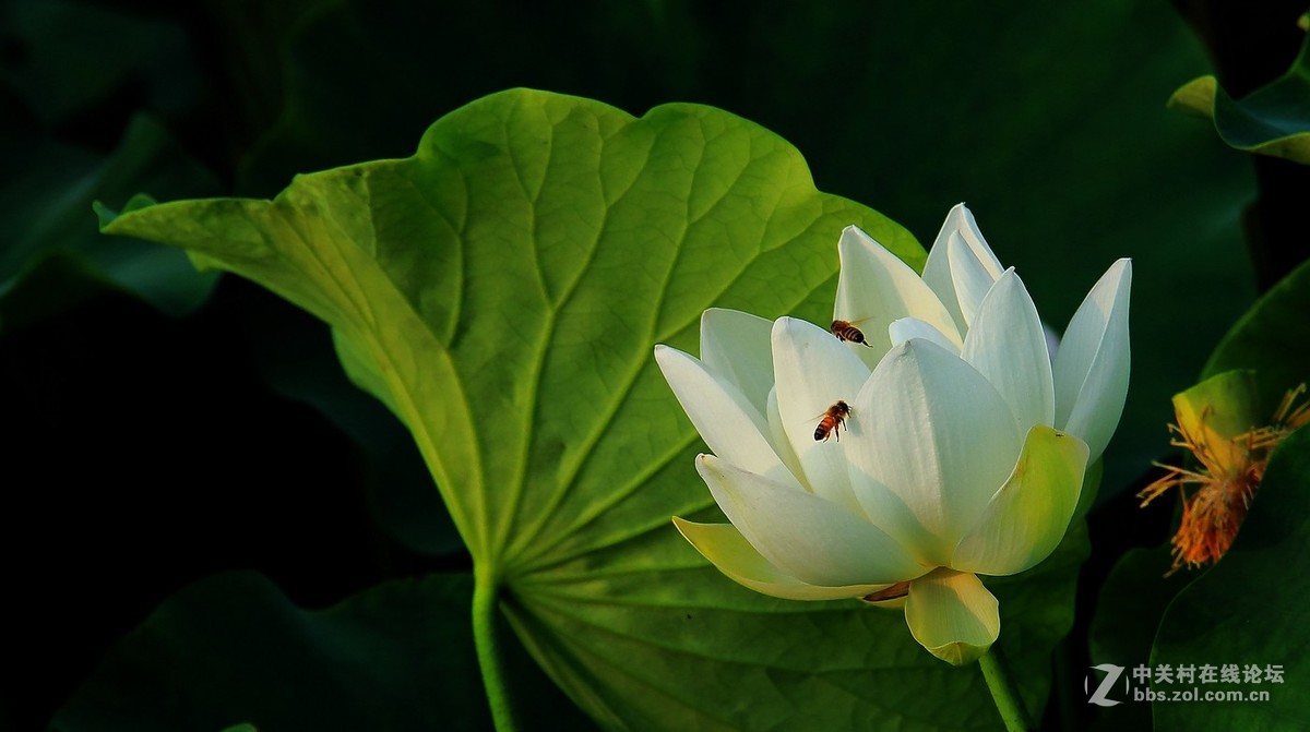 阎良公园迷人的粉白荷花