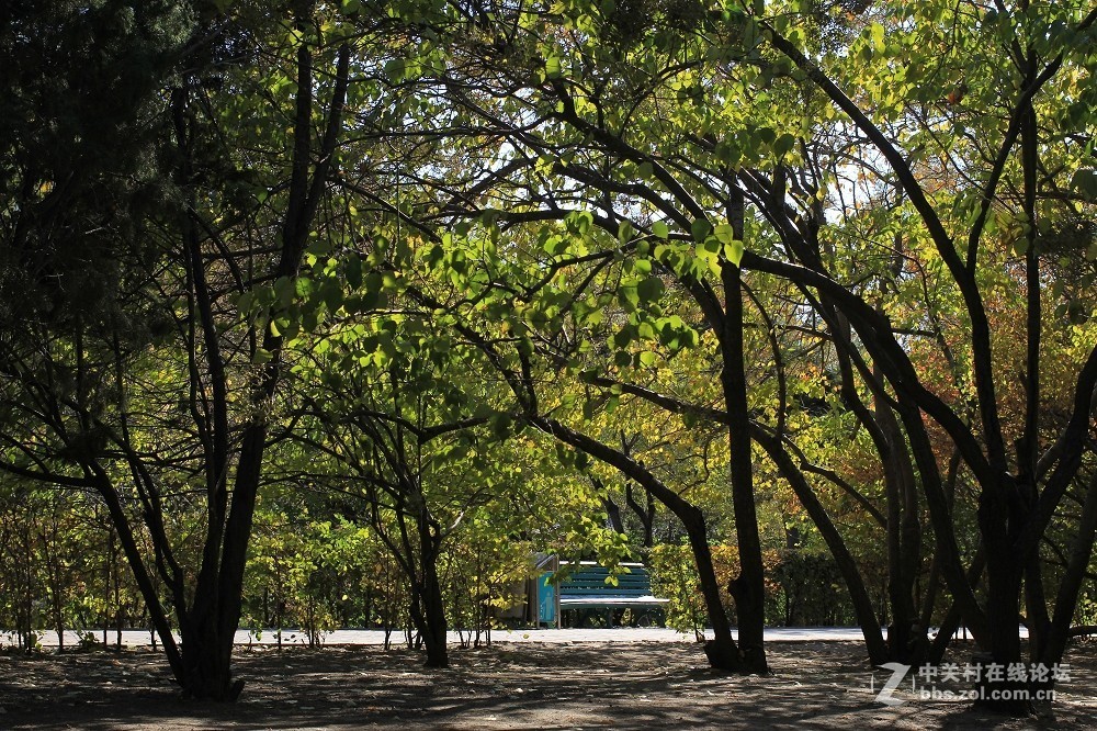 秋色小景