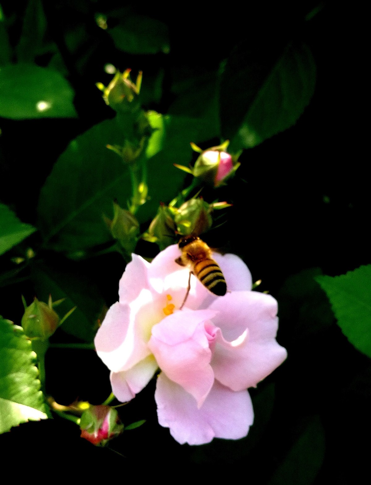 手机随拍：蜂恋花
