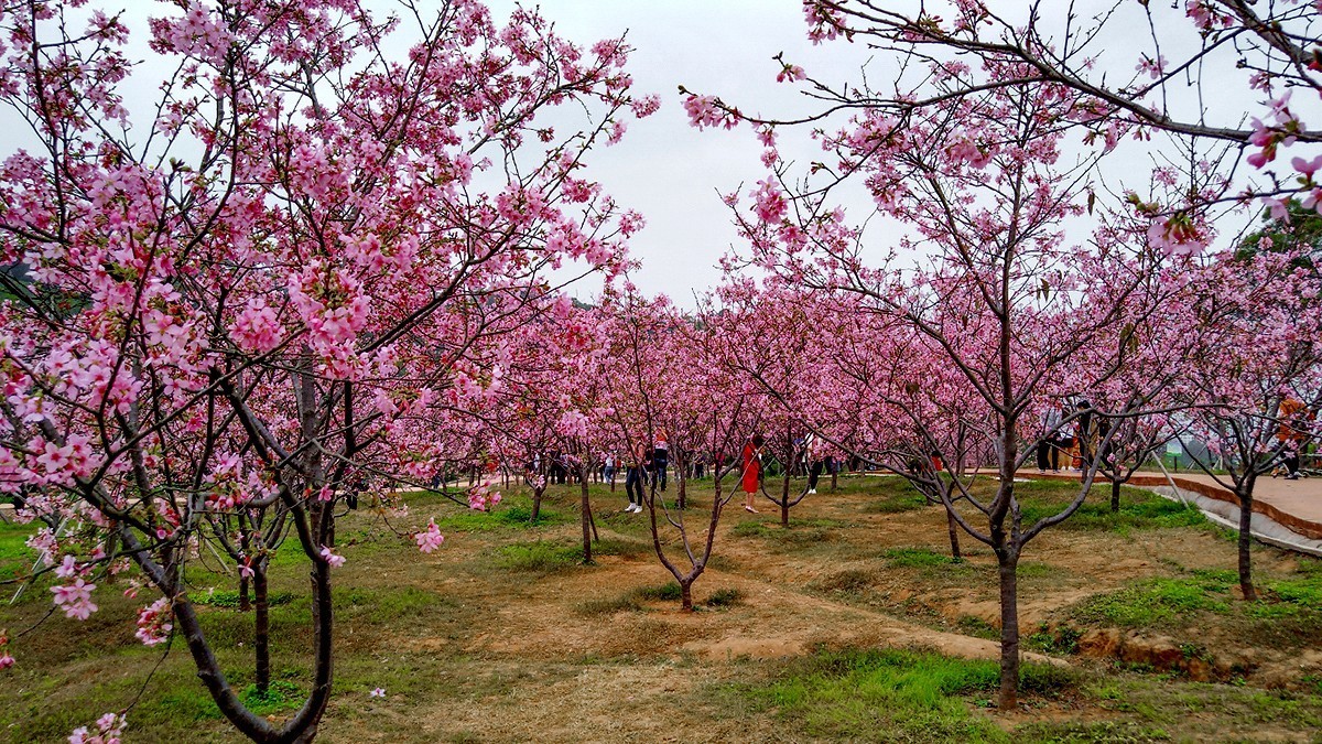 南沙蕉门公园樱花图片