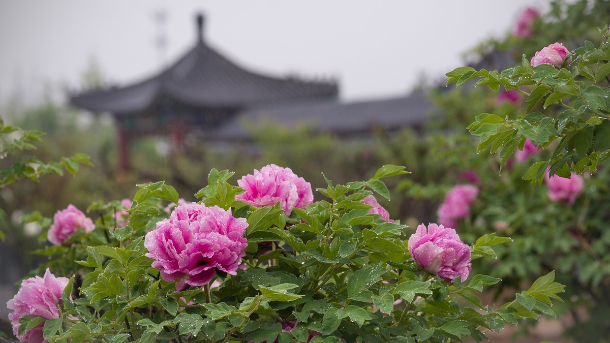 天下真花独牡丹，摄于县城--丽正园景区