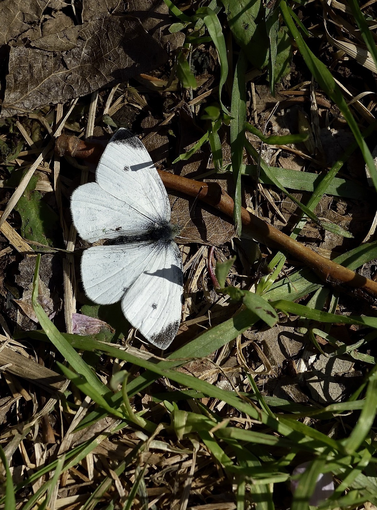 尼康D810配适马35mm1.4G试拍苍蝇与蝴蝶