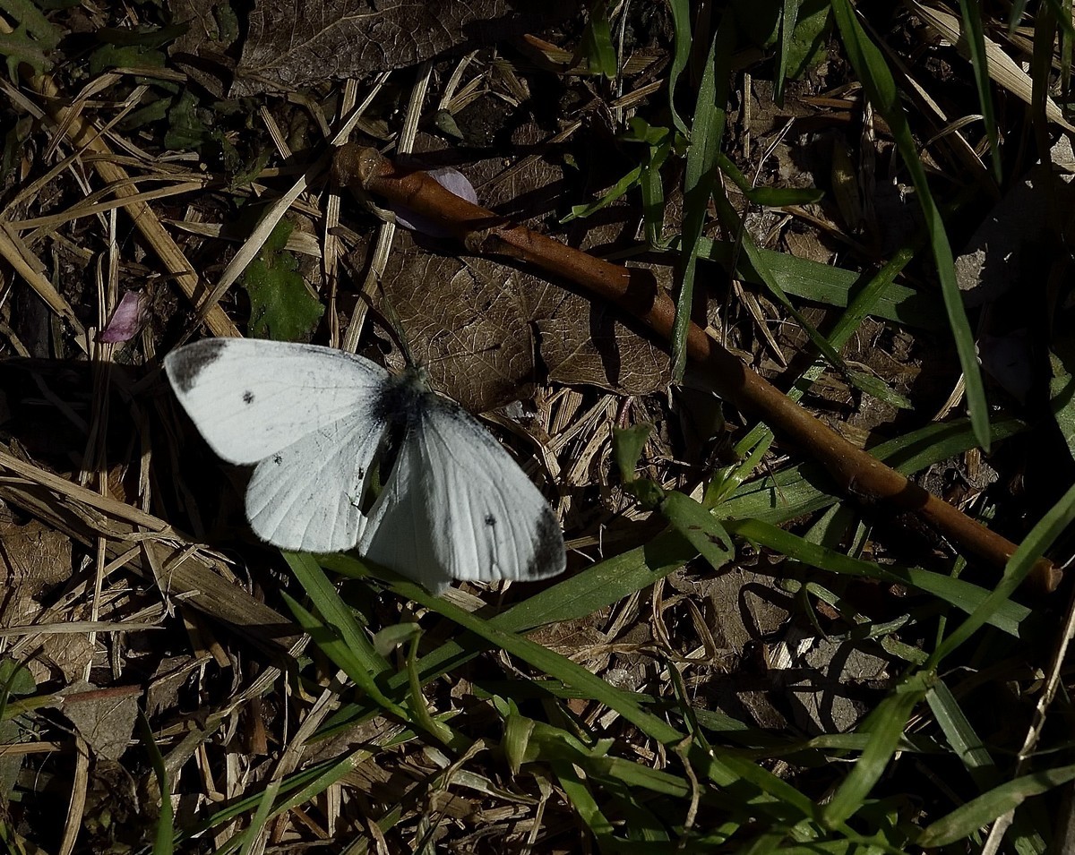 尼康D810配适马35mm1.4G试拍苍蝇与蝴蝶