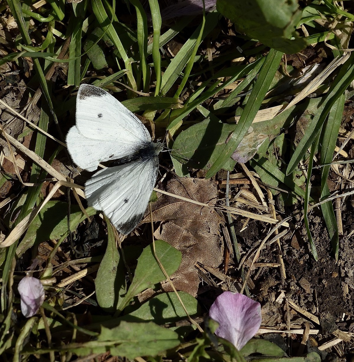 尼康D810配适马35mm1.4G试拍苍蝇与蝴蝶