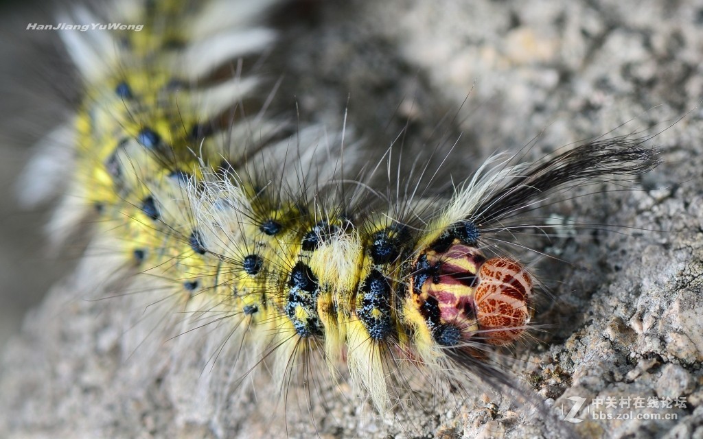 青黄枯叶蛾幼虫