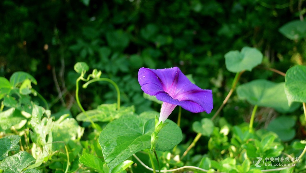 淡素浅蓝牵牛花      欢迎浏览！