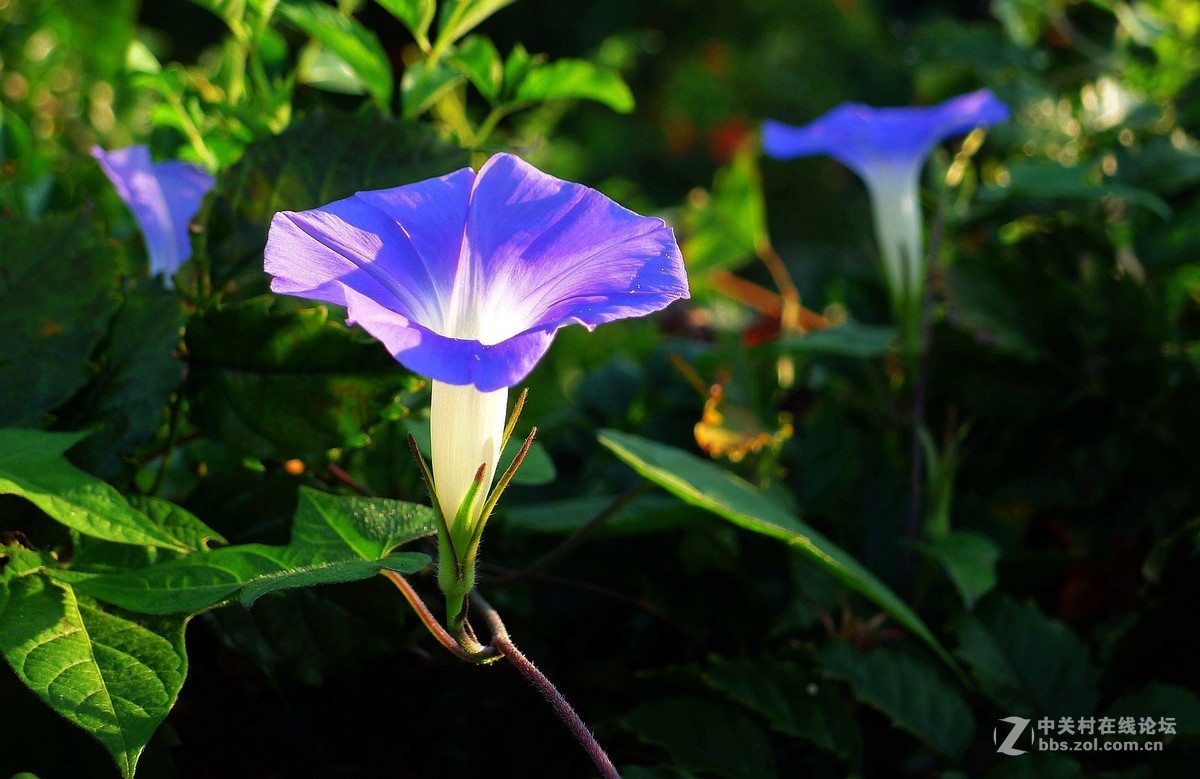 淡素浅蓝牵牛花      欢迎浏览！