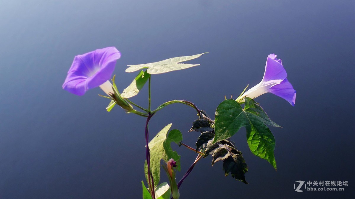 淡素浅蓝牵牛花      欢迎浏览！