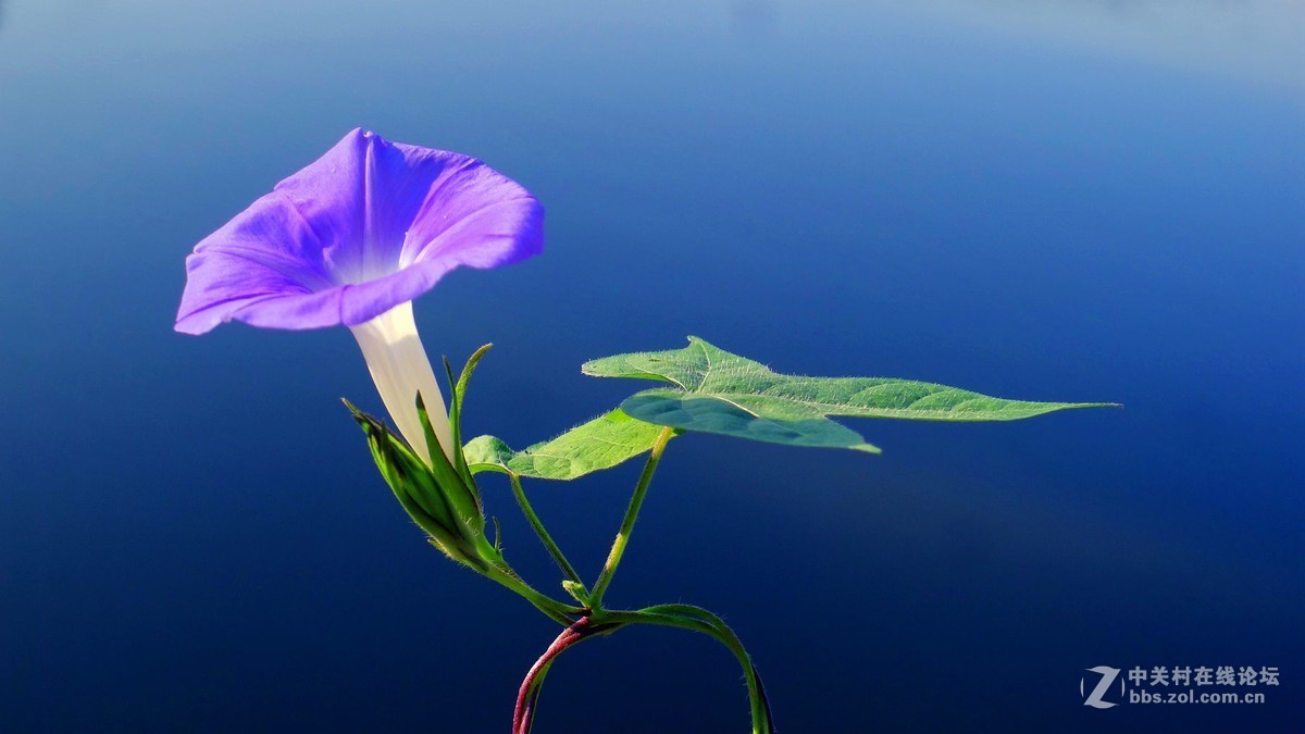 淡素浅蓝牵牛花      欢迎浏览！