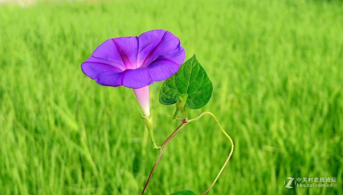 淡素浅蓝牵牛花      欢迎浏览！