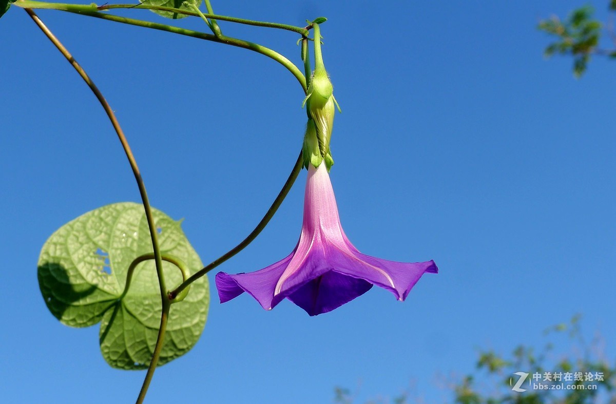 淡素浅蓝牵牛花      欢迎浏览！