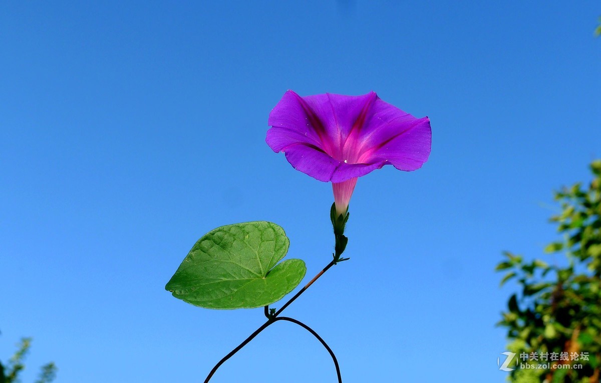 淡素浅蓝牵牛花      欢迎浏览！