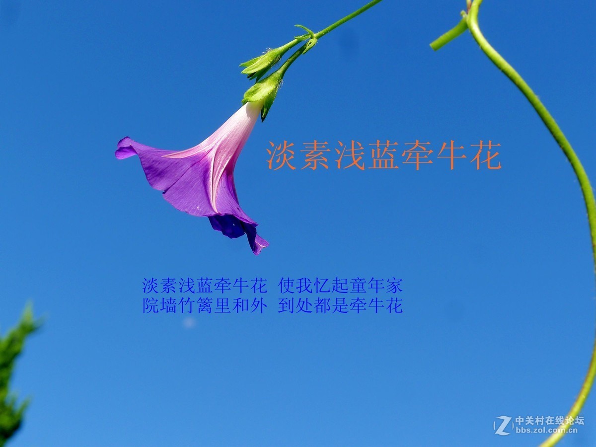 淡素浅蓝牵牛花      欢迎浏览！