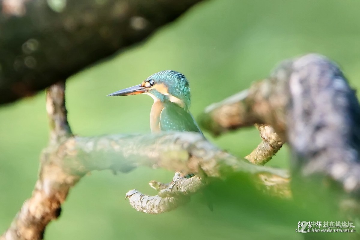 G9麓湖公园拍鸟