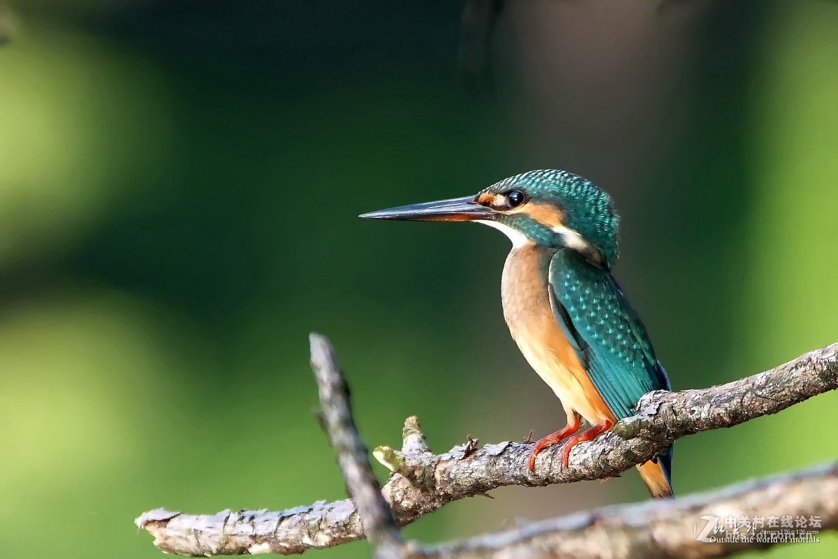 G9麓湖公园拍鸟