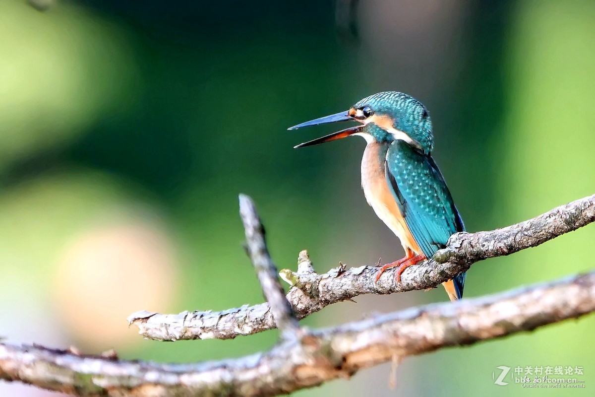 G9麓湖公园拍鸟