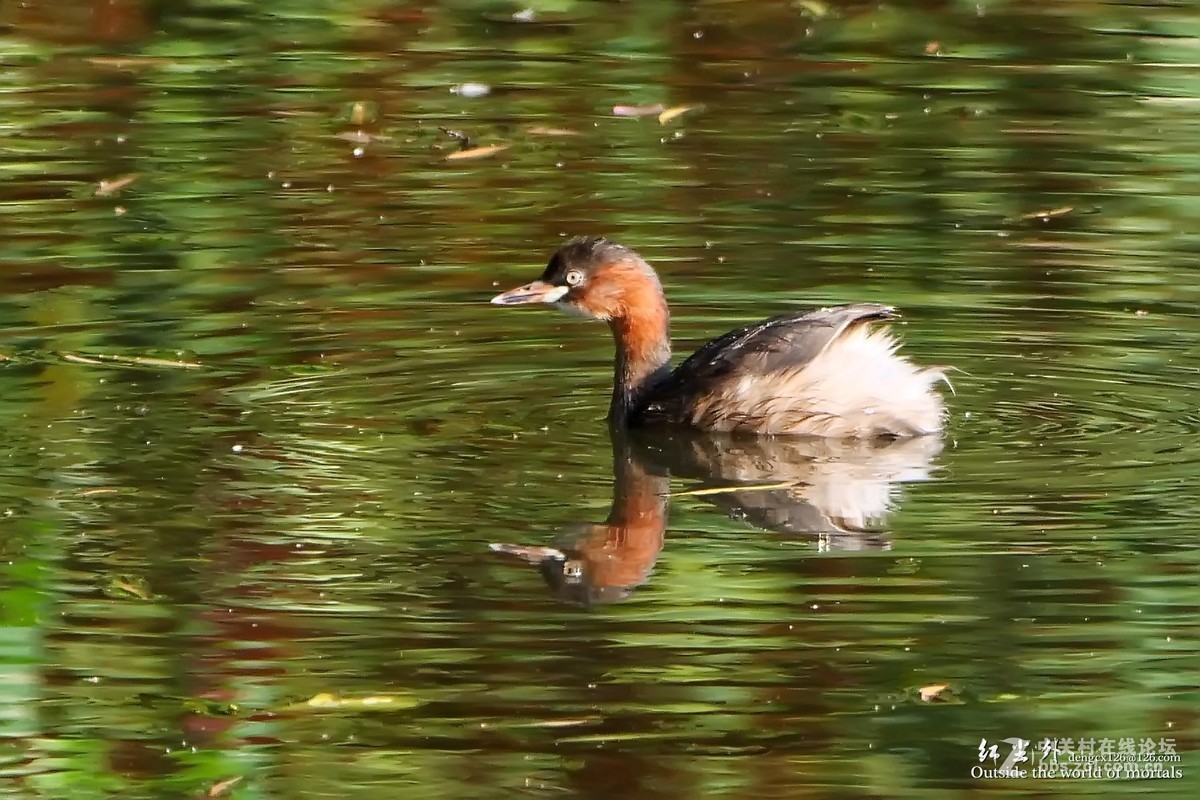 G9麓湖公园拍鸟