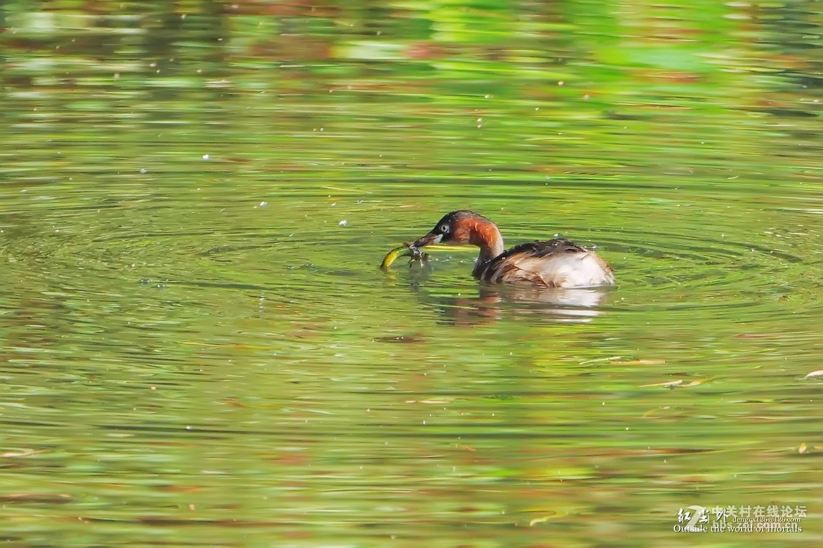 G9麓湖公园拍鸟