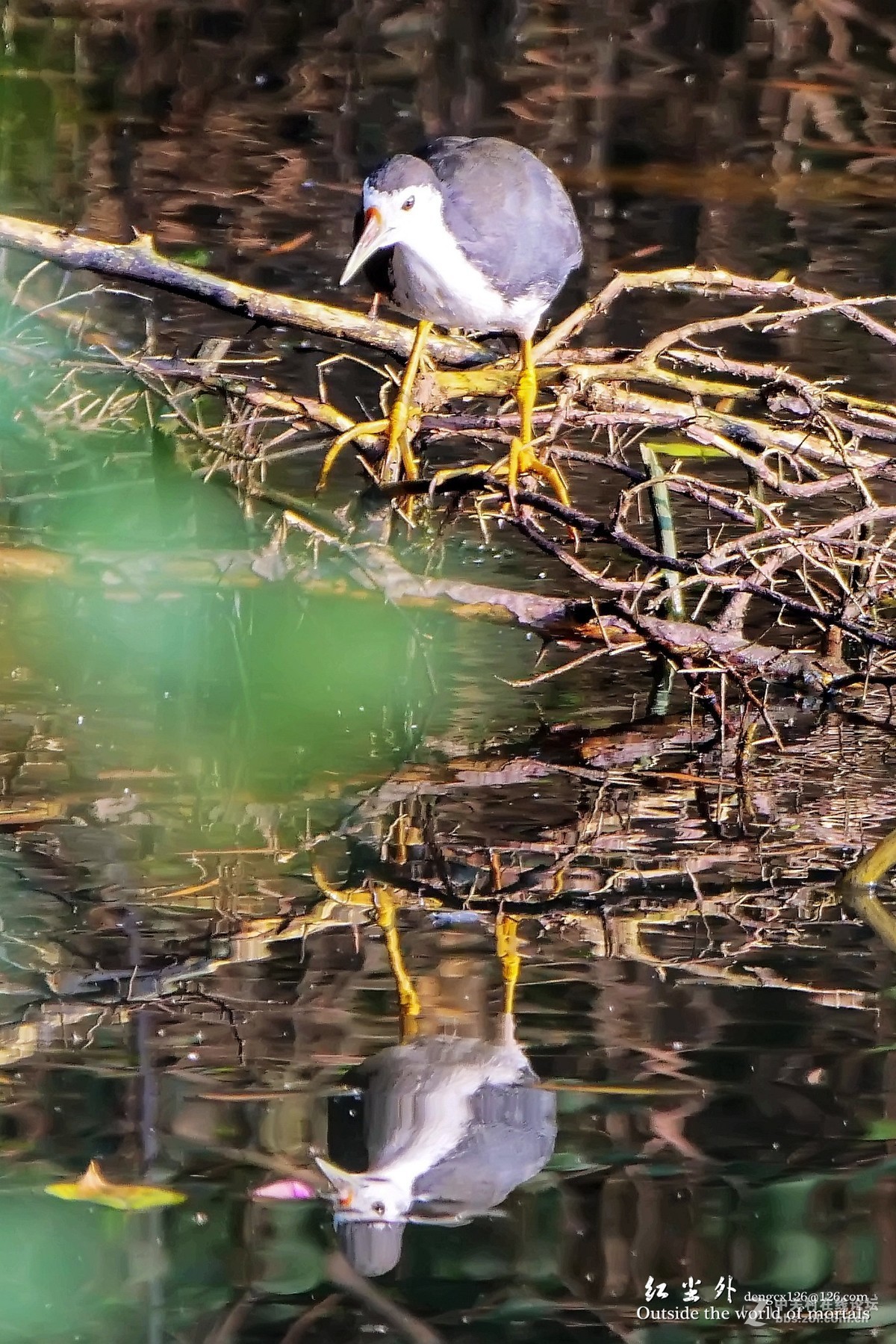 G9麓湖公园拍鸟