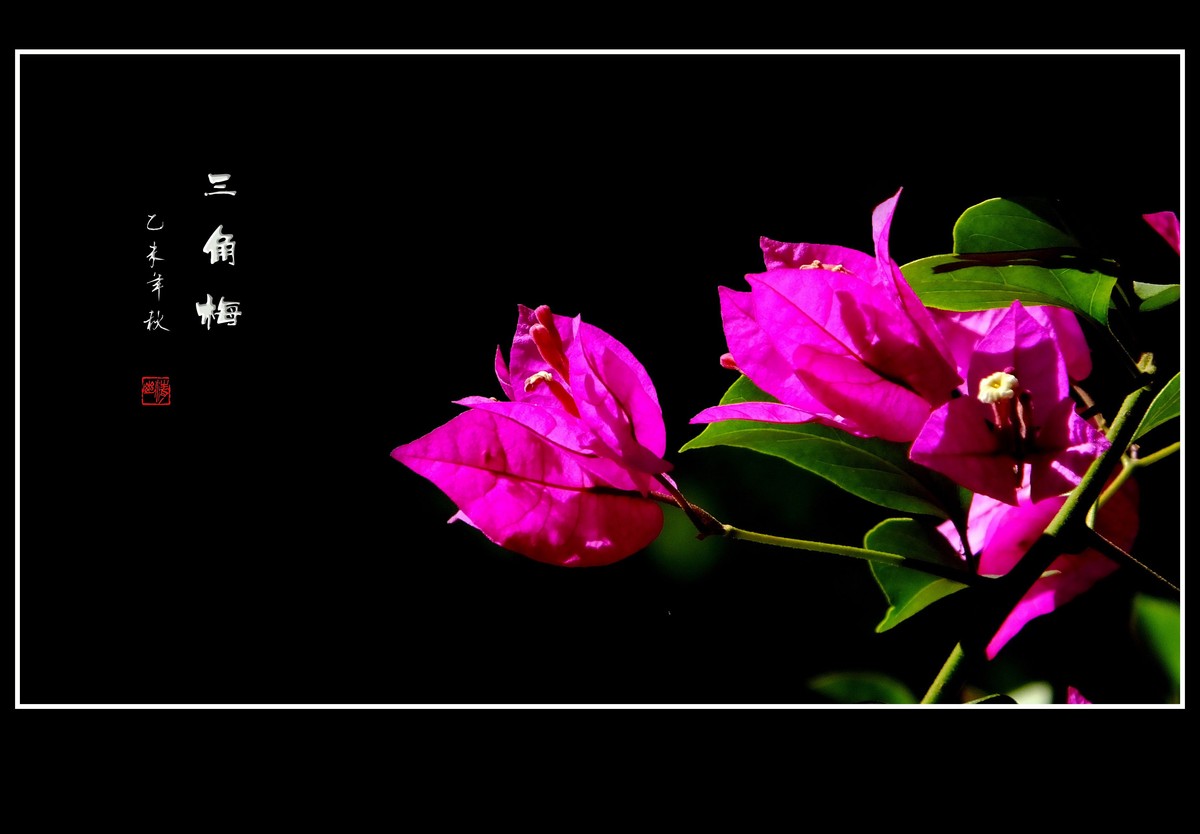 光影里火焰一般的三角梅
