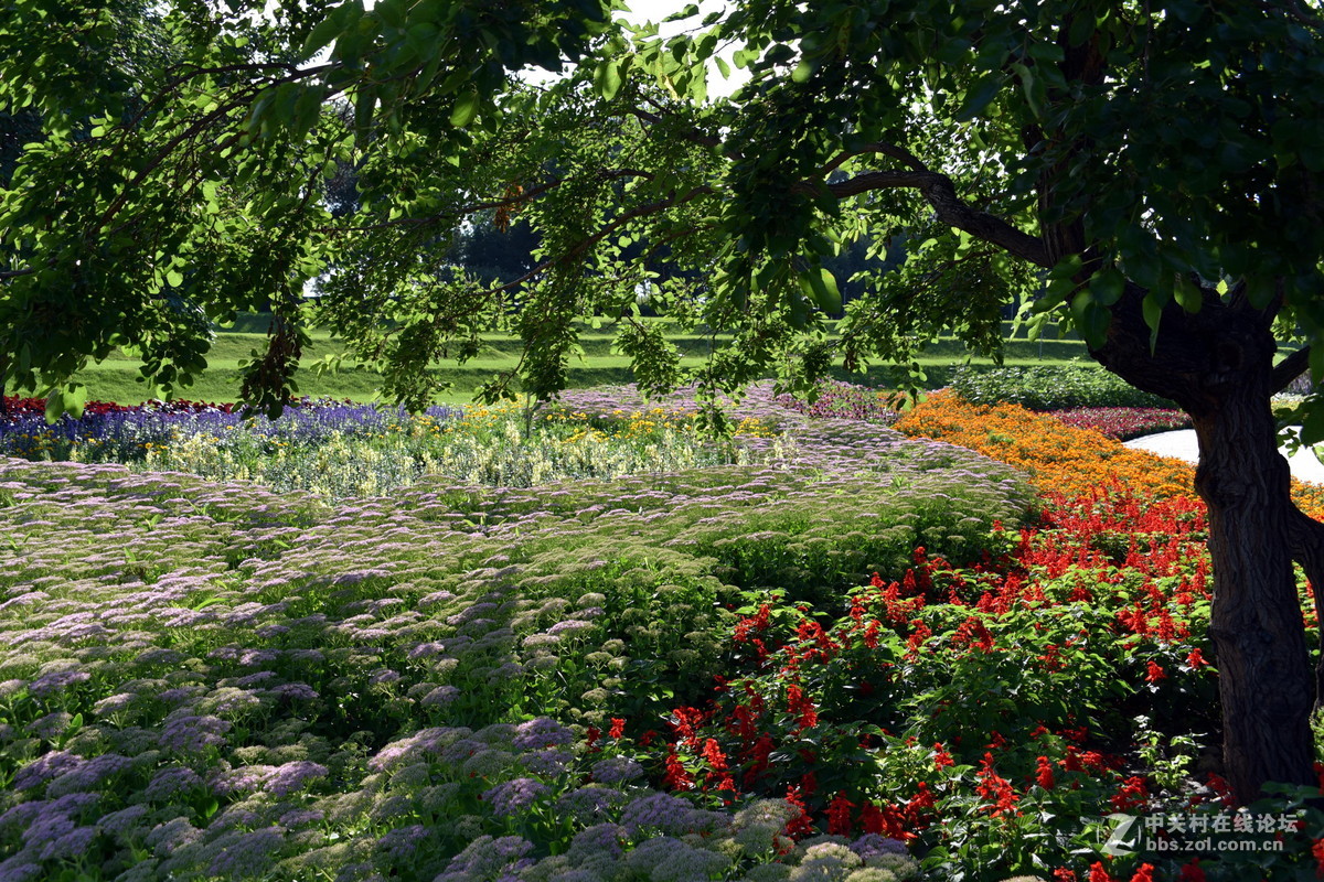 夏日的太阳岛公园