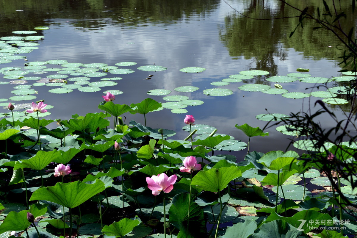 夏日的太阳岛公园