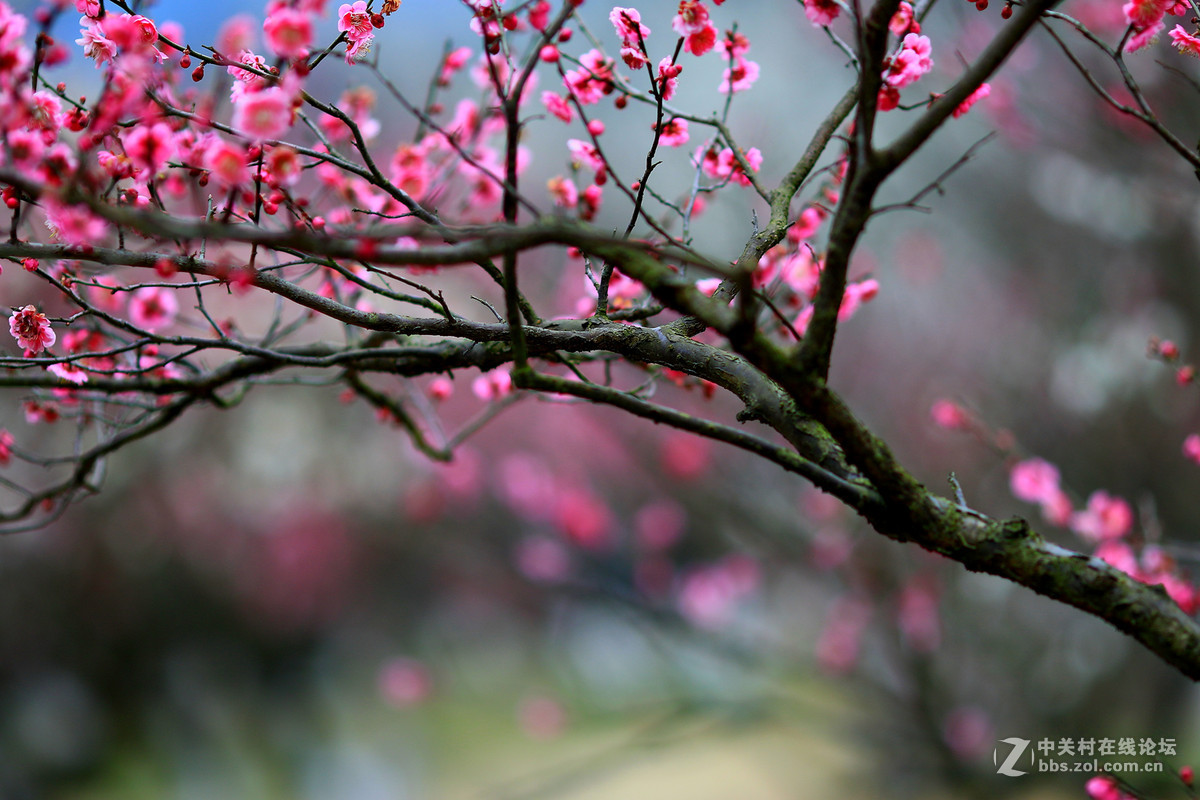春意盎然7d2赏梅！续～～～～～～～