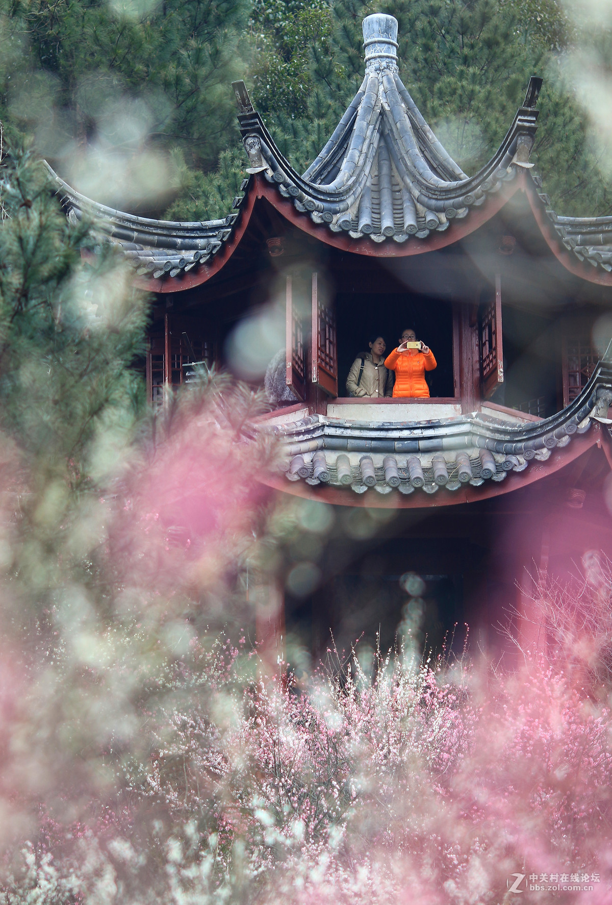 春意盎然7d2赏梅！续～～～～～～～