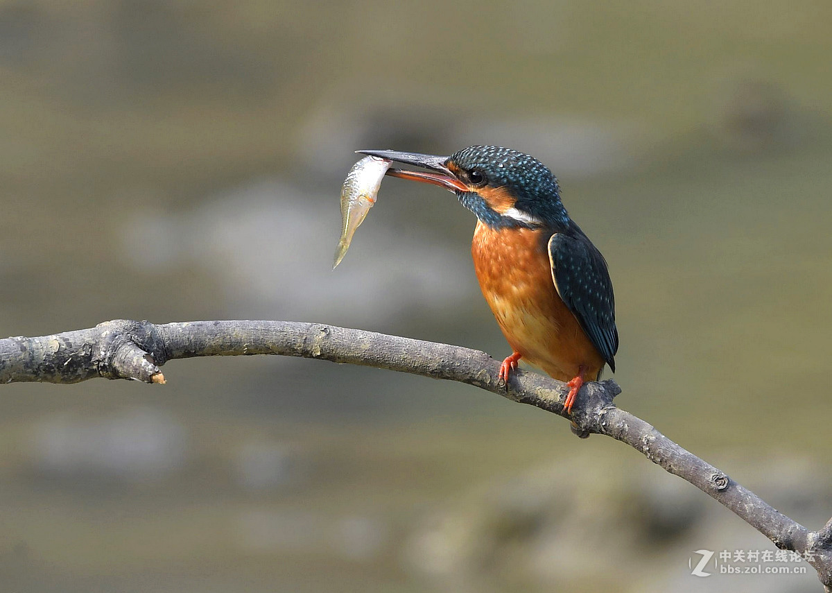 #版主坐堂# 【南京星空(中国)】2016年2月部分优秀作品欣赏